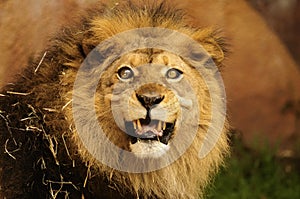 Male lion