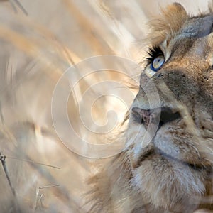 Male Lion