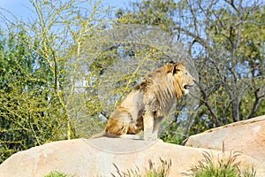 Male Lion