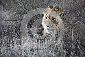 Male Lion