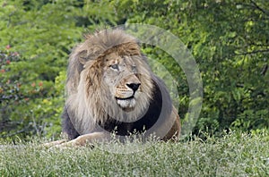 Male lion