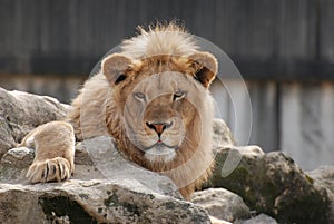 Male lion