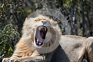 Male lion