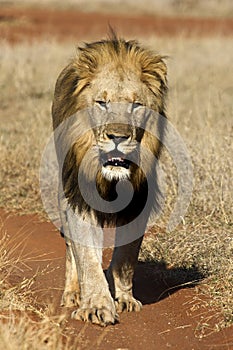 Male lion