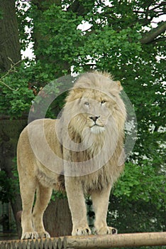 Male Lion 2