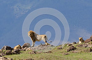 Male Lion with 2 females