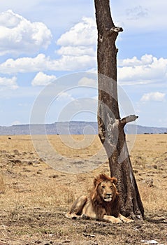 Male Lion