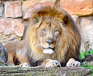 Male Lion photo