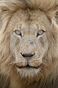 Male Lion