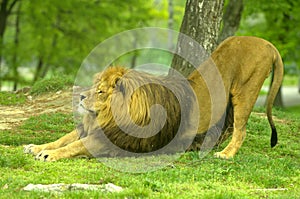 Male Lion