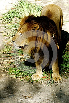 Male Lion