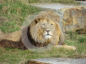 Male lion