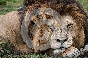 Male Lion