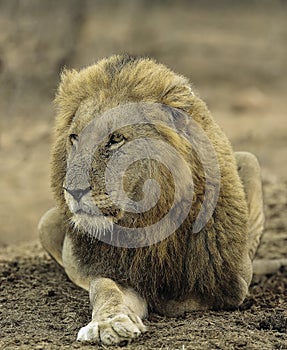 Male Lion