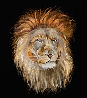 Male lion