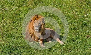 Male lion