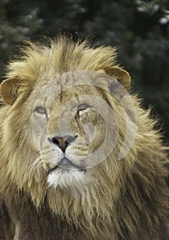 Male Lion