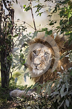 Male Lion