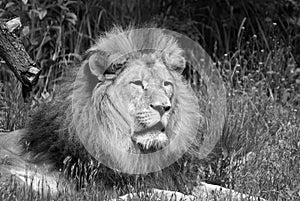 Male lion