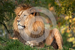 Male lion