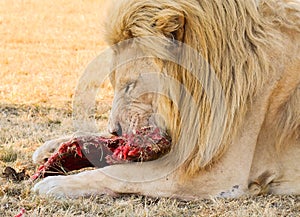 Male Lion