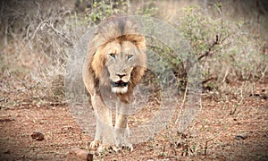 Male Lion