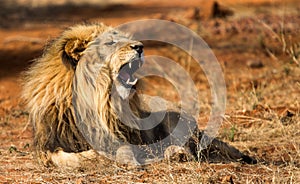 Male Lion