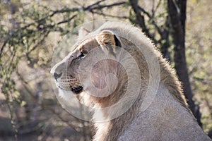 Male lion