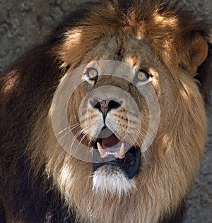 Male Lion