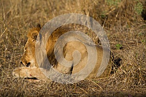 Male lion