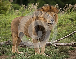 Male Lion