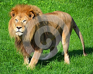 Male lion