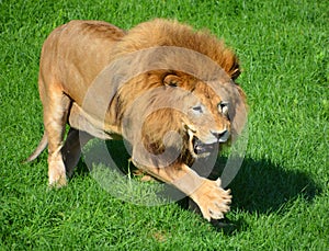 Male lion