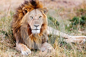 Male lion in Africa