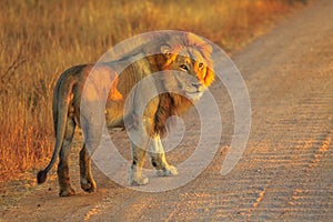 Male Lion Africa