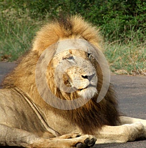 Male lion in Africa