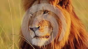 Male lion, Africa Wildlife Animal in Maasai Mara National Reserve in Kenya on African Safari, Close