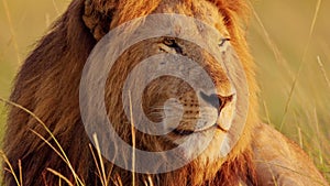 Male Lion Africa Wildlife Safari Animal Close Up Big Mane Face Portrait in Masai Mara National Reser