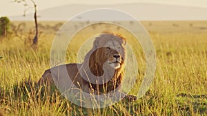 Male lion, African Wildlife Animal in Beautiful Landscape Scenery in Maasai Mara National Reserve in