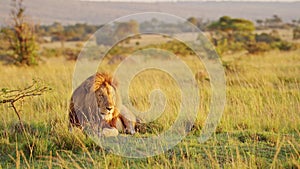 Male lion, African Wildlife Animal in Maasai Mara National Reserve Savanna Landscape in Kenya on Afr