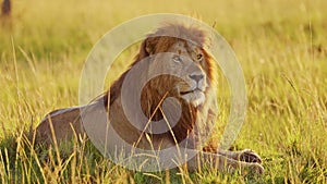 Male lion, African Wildlife Animal in Masai Mara National Reserve in Kenya, Africa Safari in Maasai