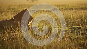 Male lion, African Wildlife in Beautiful Sunrise Sun Light, Animal in Savannah Landscape in Long Gra