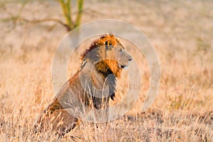 Male lion in Amboseli