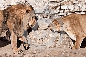 The male lion approaches the lioness, and the lioness snaps and growls at him â€” a family scandal