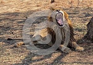 Male lion baring teeth in South Africa