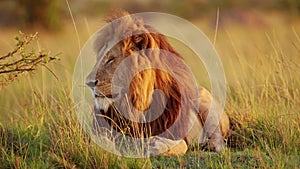 Male lion with Big Mane in Beautiful Golden Sun Light, African Wildlife Animal in Maasai Mara, Kenya