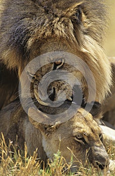 Male Lion biting Lioness on savannah