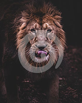 Male Lion on black background