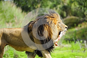 Male Lion with bone