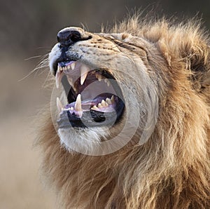 Male Lion - Botswana